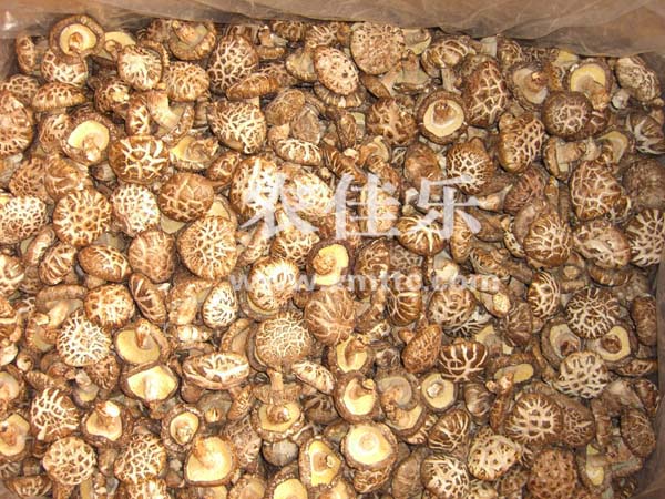 帶足白花菇AA級(jí)4-5cm