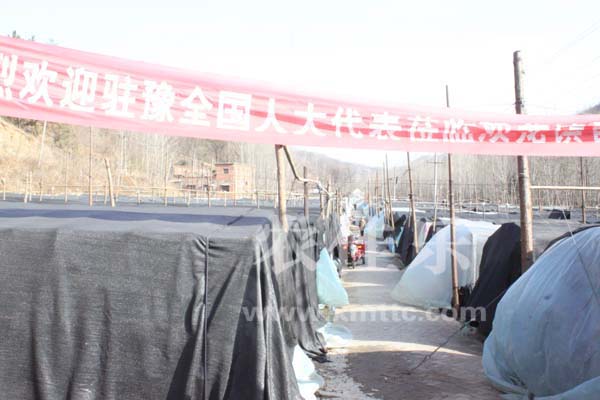 香菇基地.jpg 香菇基地.jpg